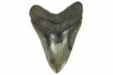Megalodon Tooth From South Carolina - Very Rare Size #124194-1